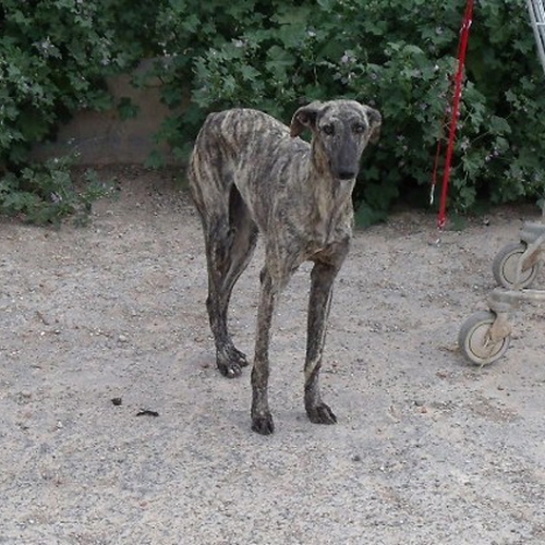 GITANA