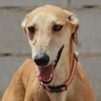 Lena