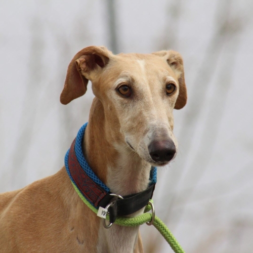 Crema (Rufname Siria)