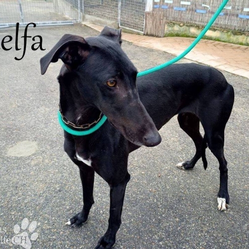 ADELFA  (Rufname PAJA)