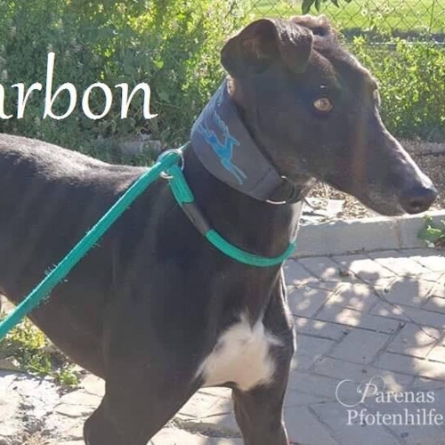 CARBON