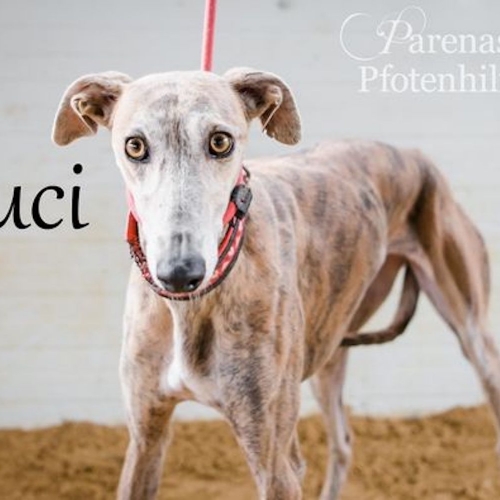 LUCI