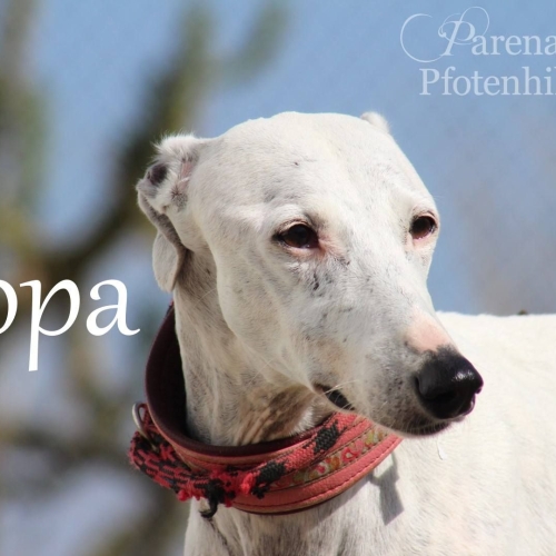 Popa