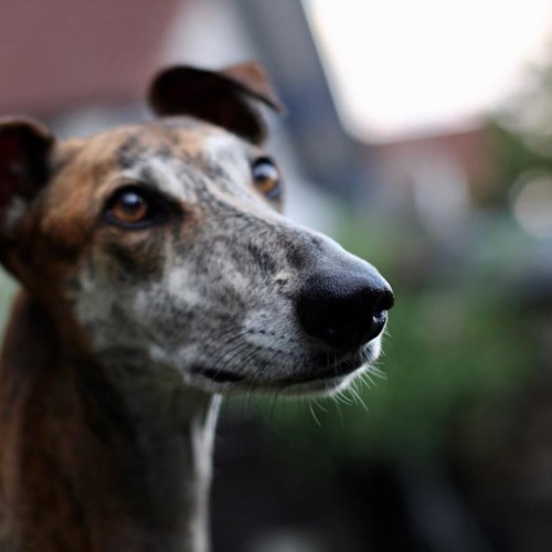 CURIOSA (Rufname Chilli)