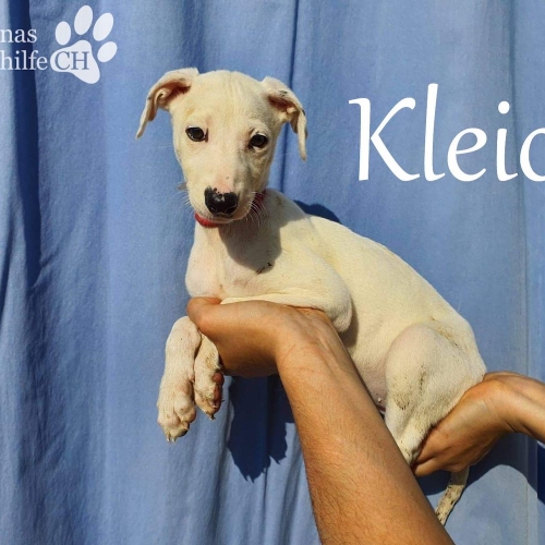 KLEIO